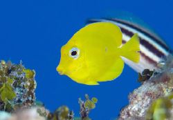 Yellow Tang, T&C by Andy Lerner 